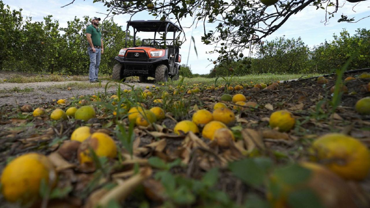 Fifth generation farmer Roy Petteway looks at the damage to his citrus grove from the effects of Hurricane Ian on Oct. 12 in Zolfo Springs, Fla. (AP Photo/Chris O'Meara, File)