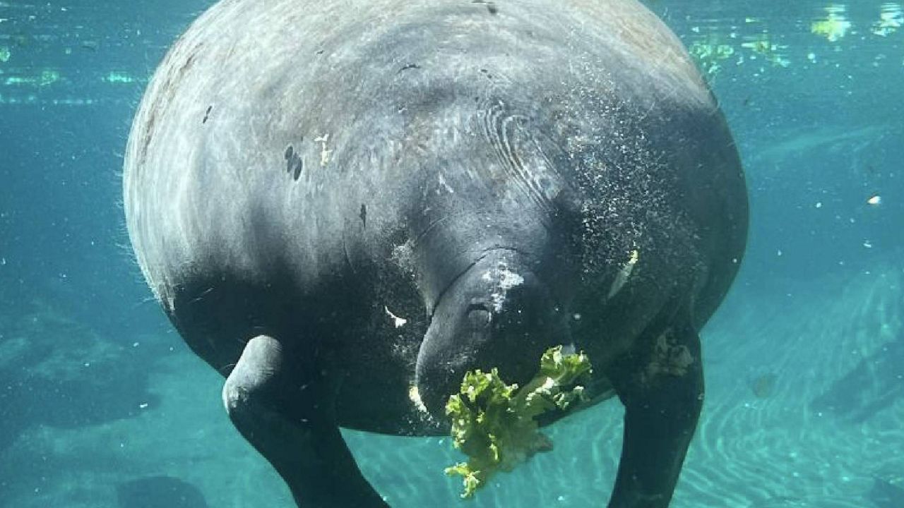 The manatee is named Bellissima by the manatee team, which is Italian, for “beautiful,” because she was rescued from Beautiful Island where she was found stranded by a hiker. (ZooTampa)