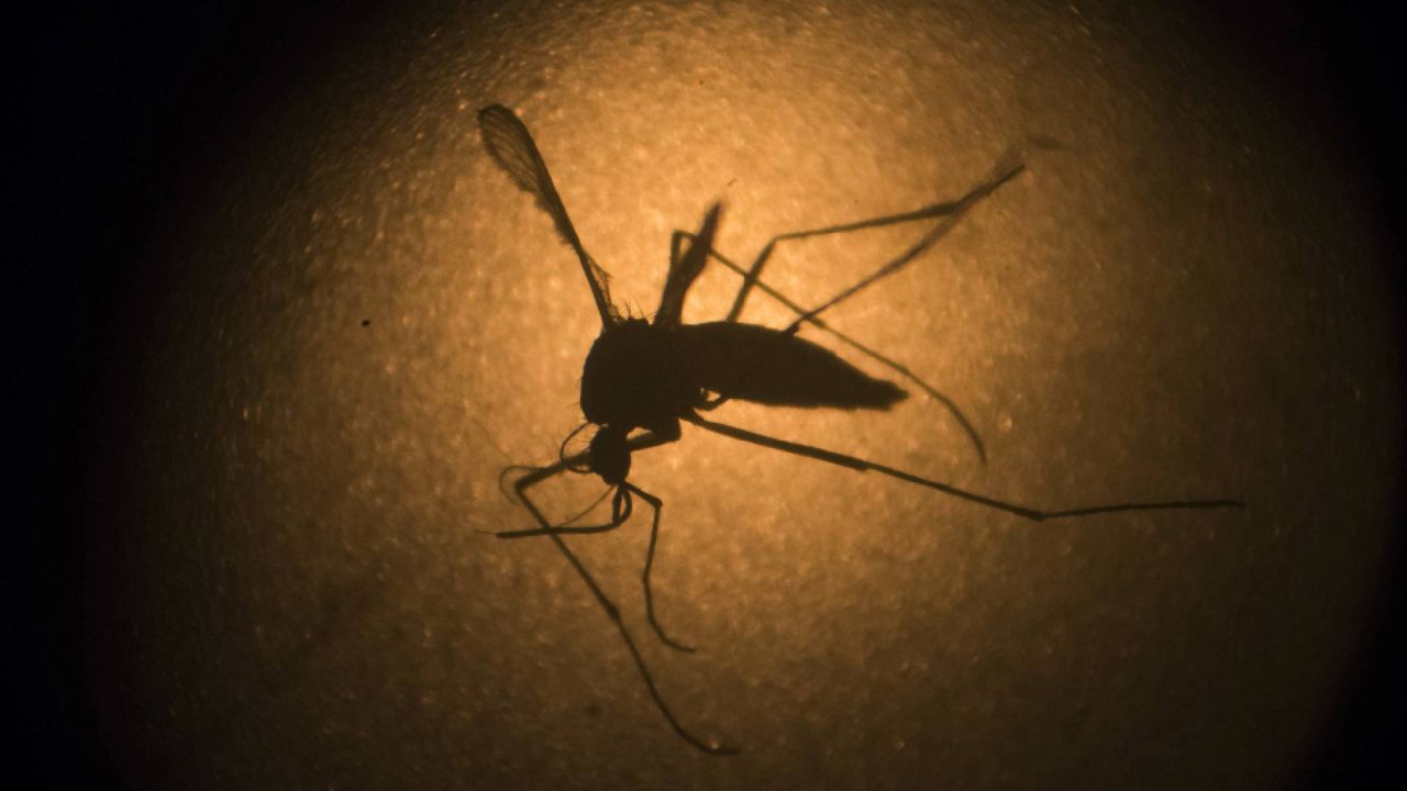 The Florida Department of Health in Hillsborough County (DOH-Hillsborough) has issued an advisory for mosquito-borne illness on Tuesday. (AP Photo)