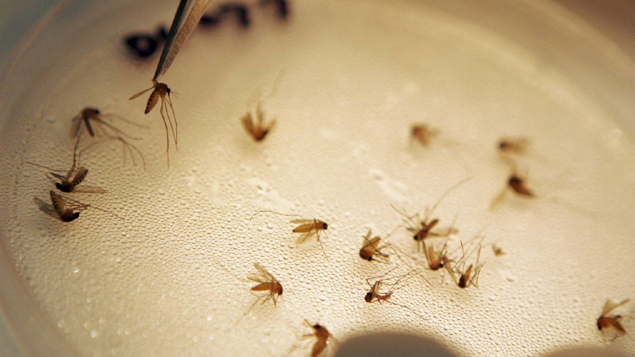 Officials with the Florida Department of Health in Polk County are reminding people to stay vigilant against mosquito-borne diseases, such as West Nile virus. (AP Photo)