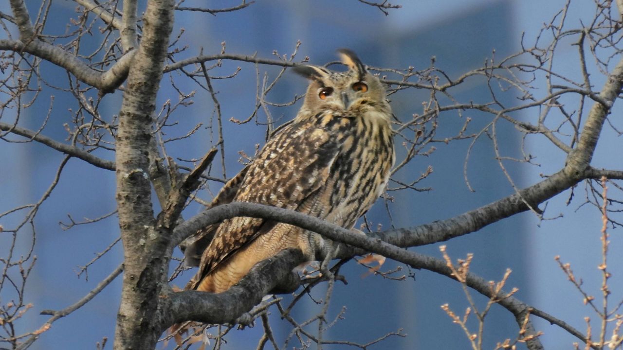 eurasian eagle owl attack