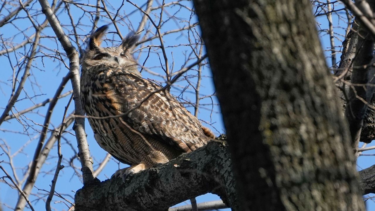 A Eurasian eagle-owl named Flaco sits in a tree in New York's Central Park on Feb. 6, 2023.