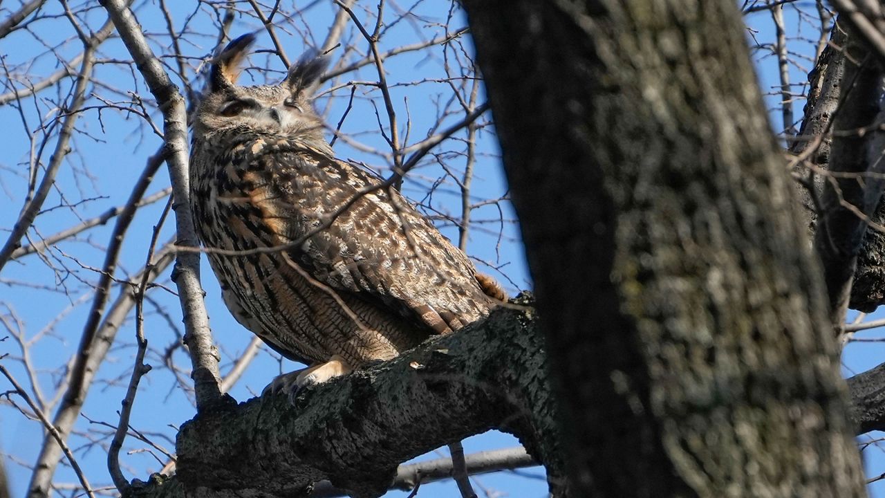 Flaco the owl is pictured.