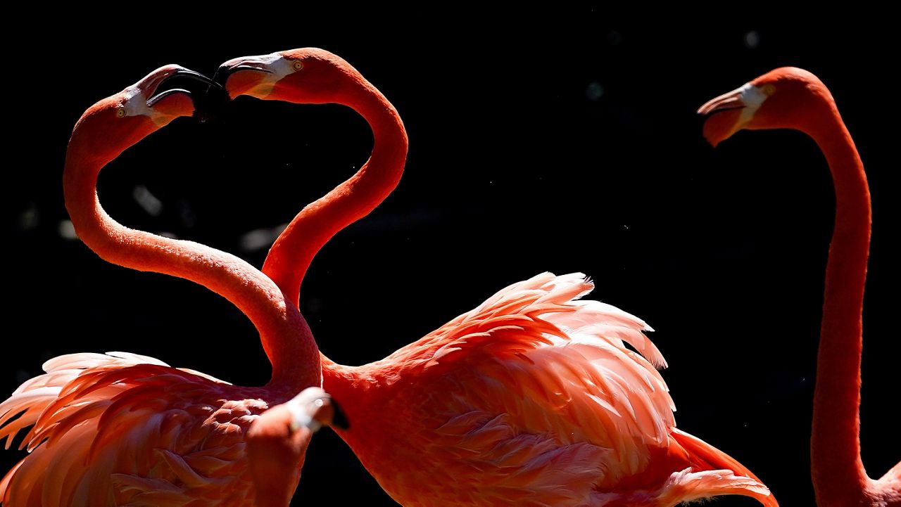 Flamingos are seen on display at the Maryland Zoo on Sept. 1, 2022, in Baltimore. (AP Photo/Julio Cortez)