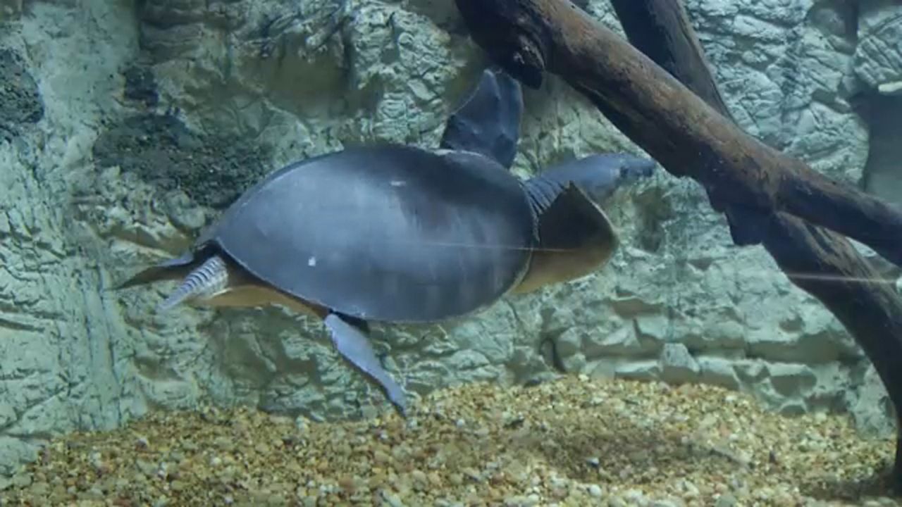 Buffalo Zoo Reopens Indoor Exhibits After Zone Restrictions Lifted