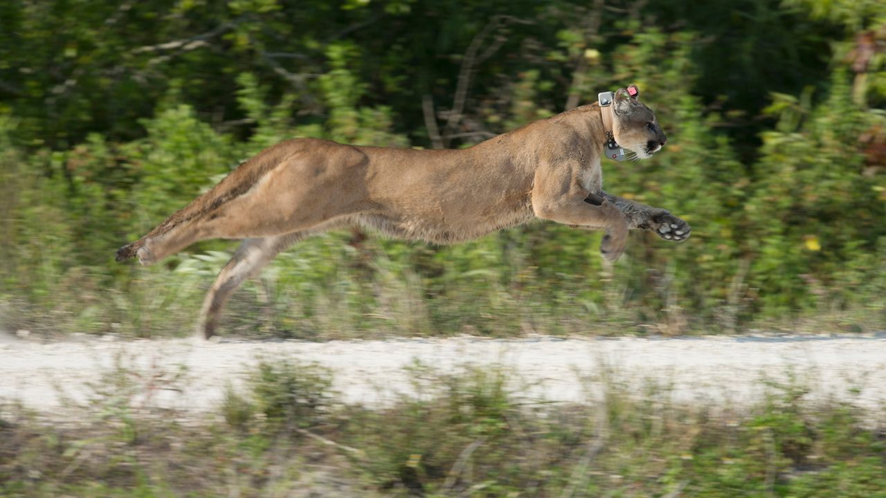 A Florida panther, rescued as a kitten, was released back into the wild in the Florida Everglades. (Pat Carter/AP)