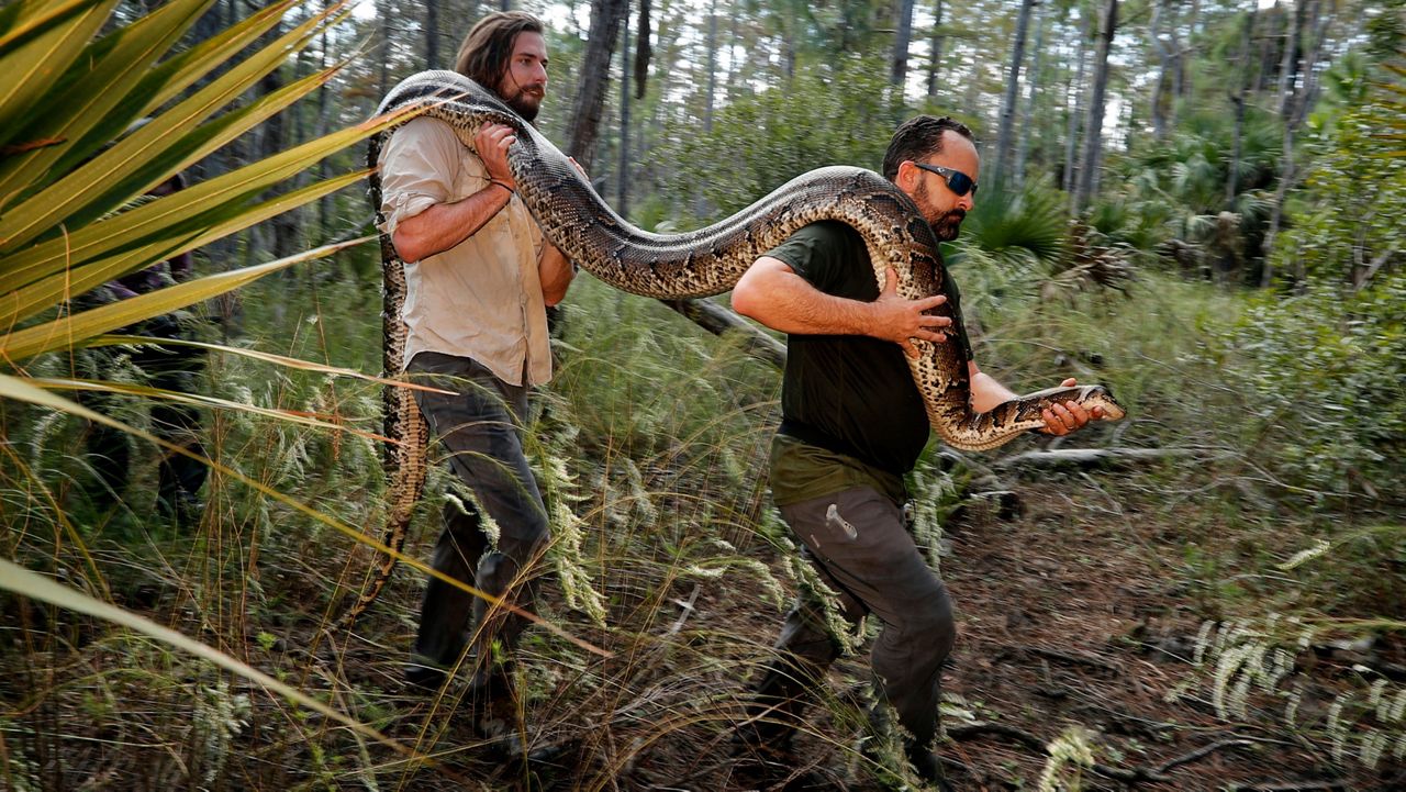 This year, 857 participants from 33 states and Canada collectively removed 195 invasive Burmese pythons from the Everglades and South Florida as part of the competition. (AP Photo)