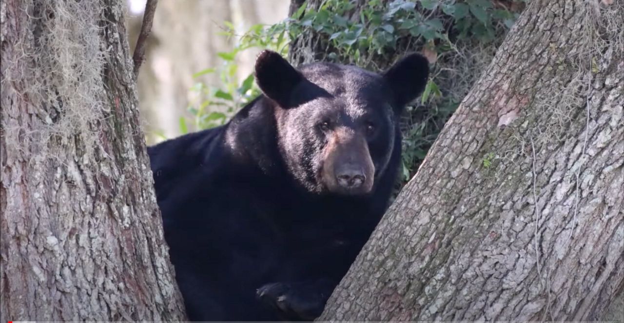 Florida Black Bear (YouTube/FWC)