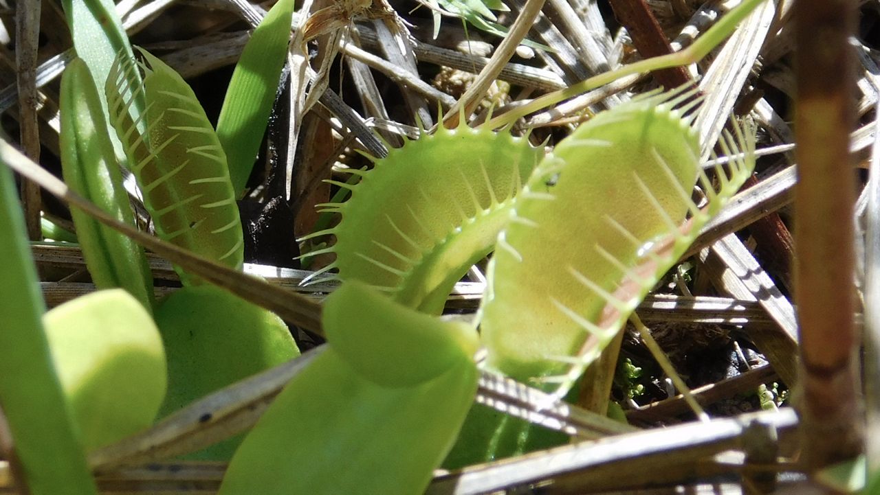 Venus flytraps are only found in the wild in southeast North Carolina and a couple counties in South Carolina. They are in consideration for listing under the Endagnered Species Act. 