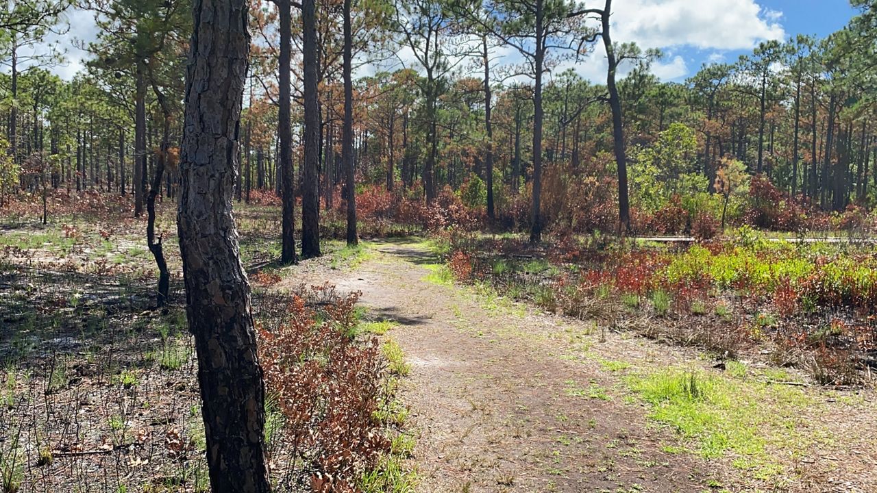 Caring for your Venus Flytrap – NC Coastal Land Trust