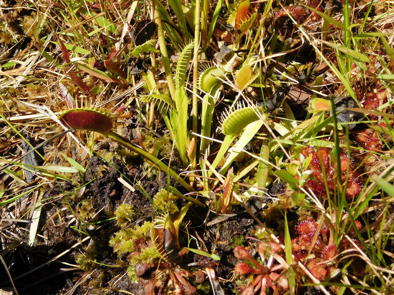 Caring for your Venus Flytrap – NC Coastal Land Trust