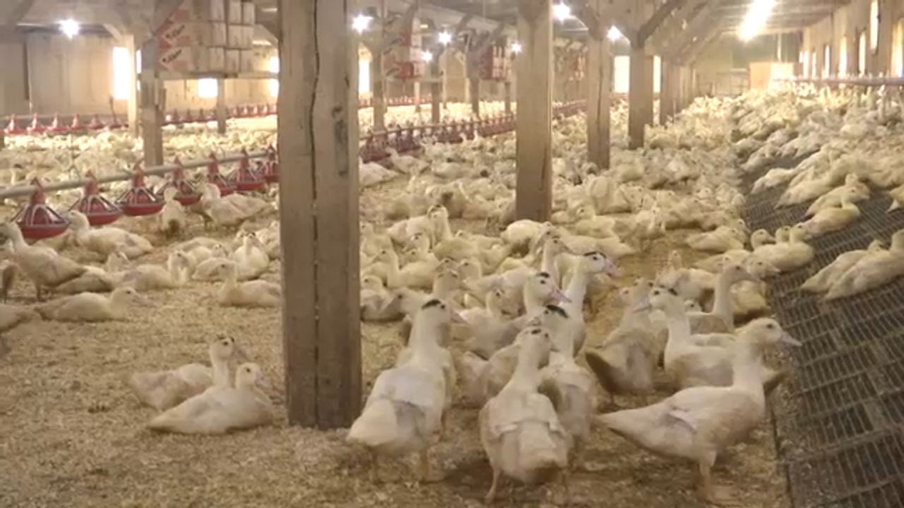 Hudson Valley Foie Gras Farm on Edge After Proposed NYC Ban