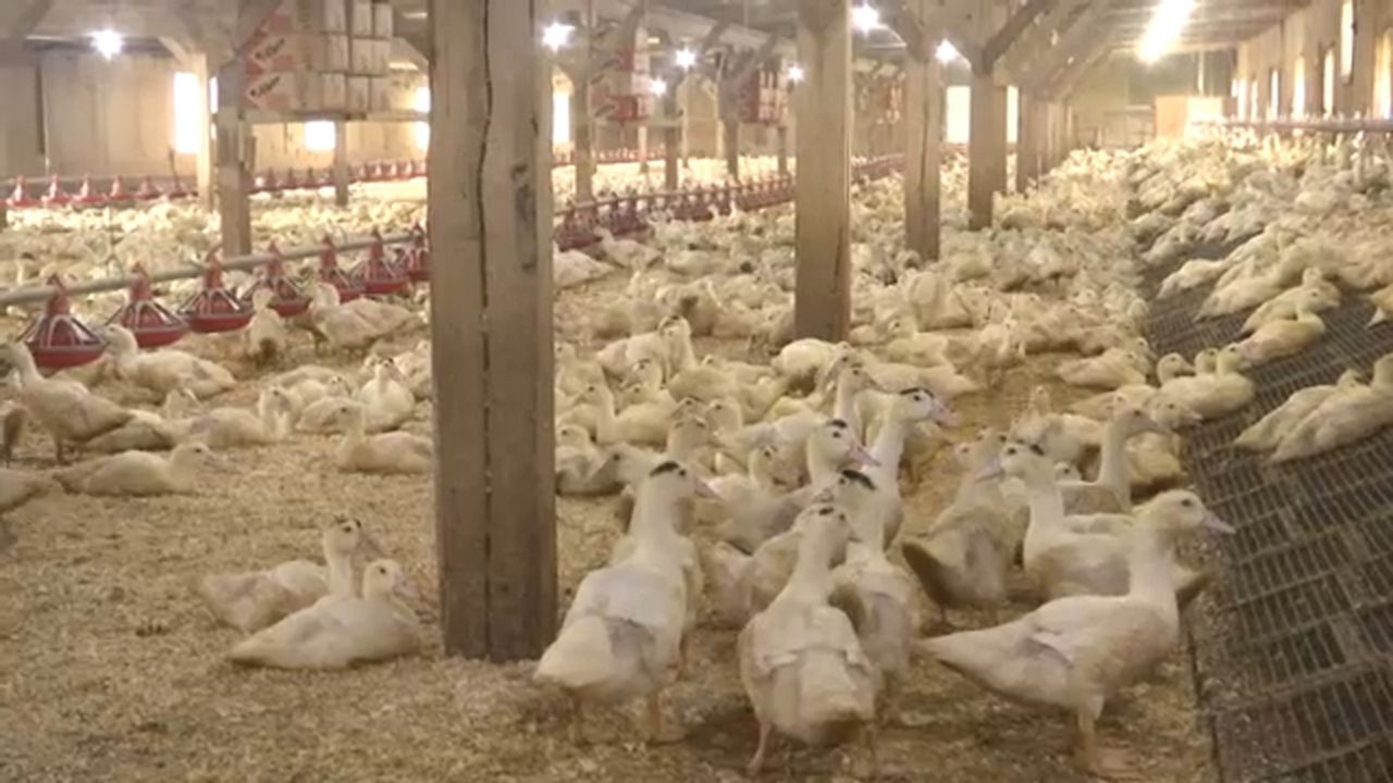 Hudson Valley Foie Gras Farm On Edge After Proposed Nyc Ban
