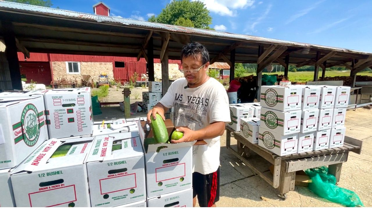 Vang Lee packing cucumbers he grew. He normally sells them at farmers markets through the area, but this batch is going to his first wholesale customer. (Spectrum News 1/Wendy Strong)