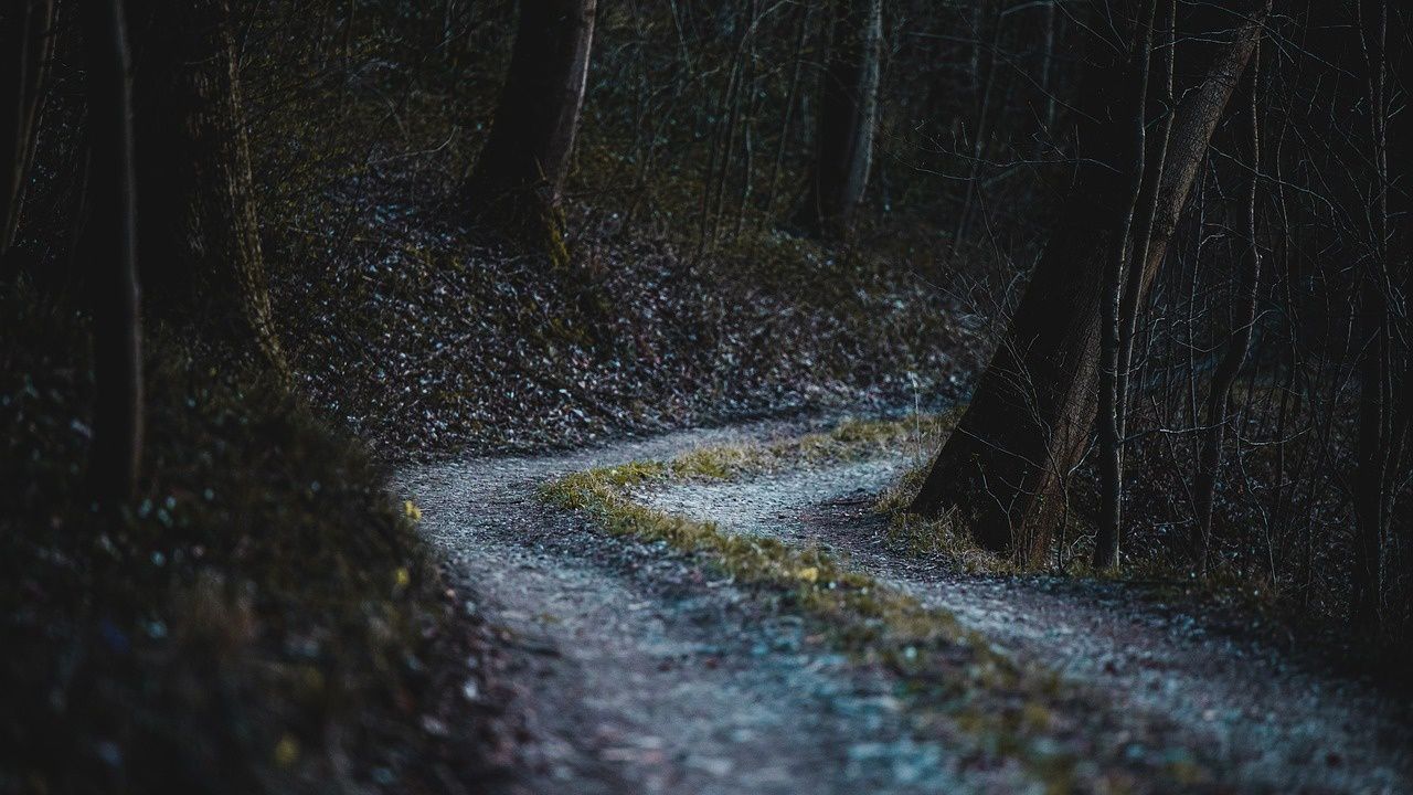 Harry Potter Forbidden Forest in Austin