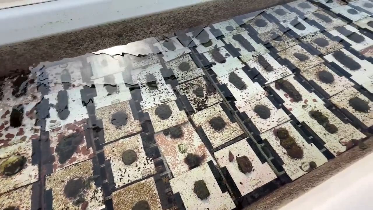 Reef Renewal USA moves endangered coral out of Florida Keys amid heatwave