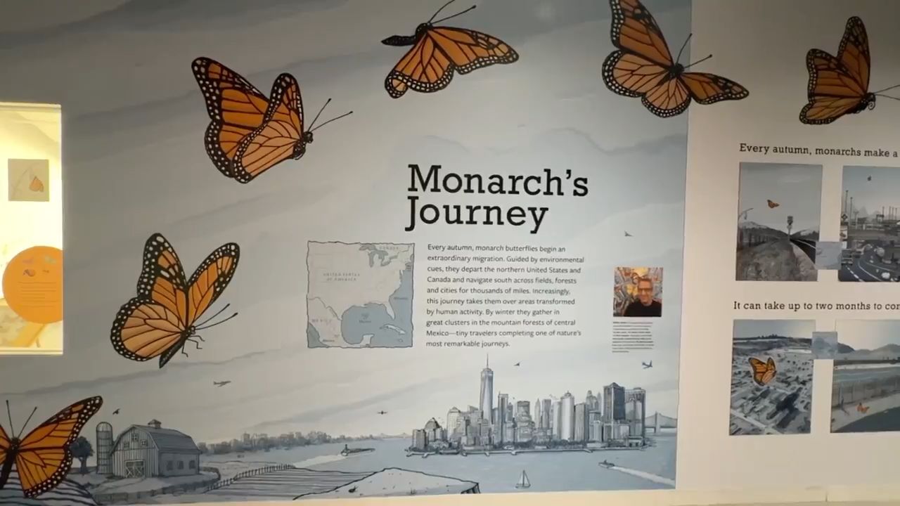 Exhibit spotlights the journey of the monarch butterfly