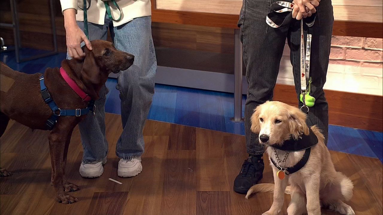 Are Rescue Dogs Free