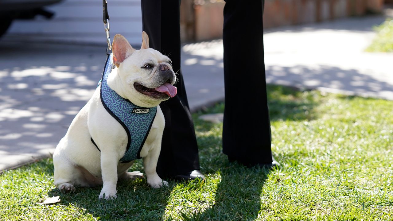 A French bulldog sits near an area on North Sierra Bonita Ave. where Lady Gaga's dog walker was shot and two of her French bulldogs stolen, Thursday, Feb. 25, 2021, in Los Angeles. (AP Photo/Chris Pizzello)