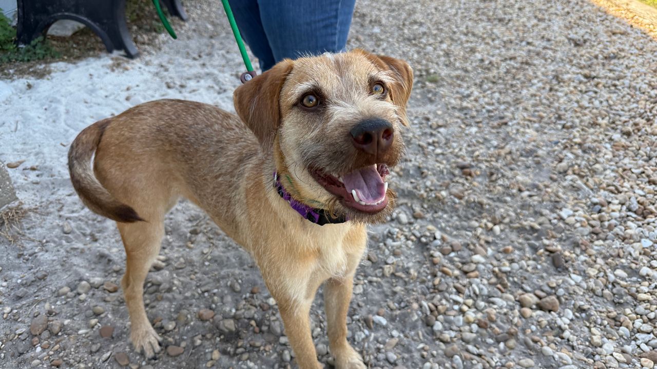 Pinellas County strengthens retail pet store regulations