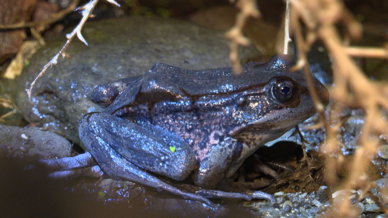 Future of Local Frog In Jeopardy After Woolsey Fire