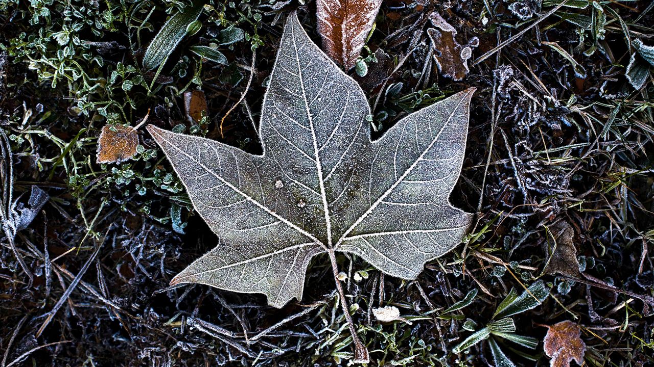 frosty leaf