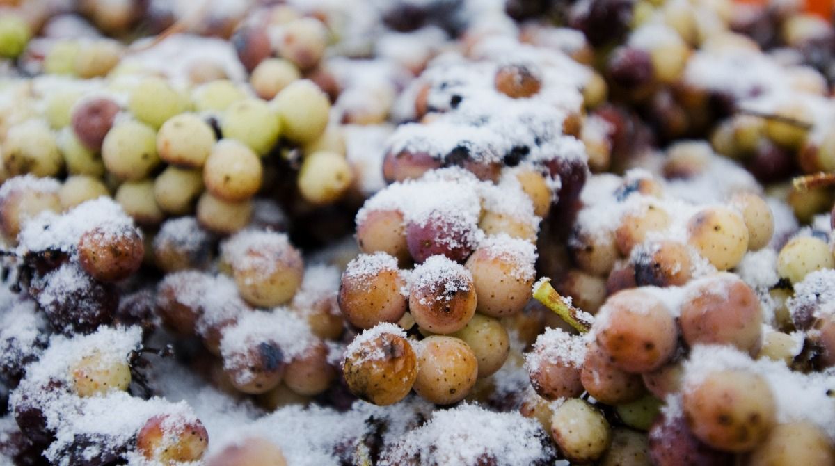 Frozen Grapes