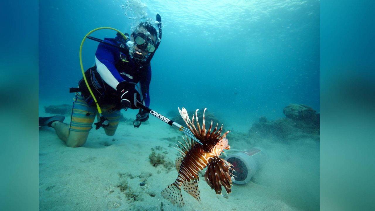 FWC announces 2023 Lionfish Challenge