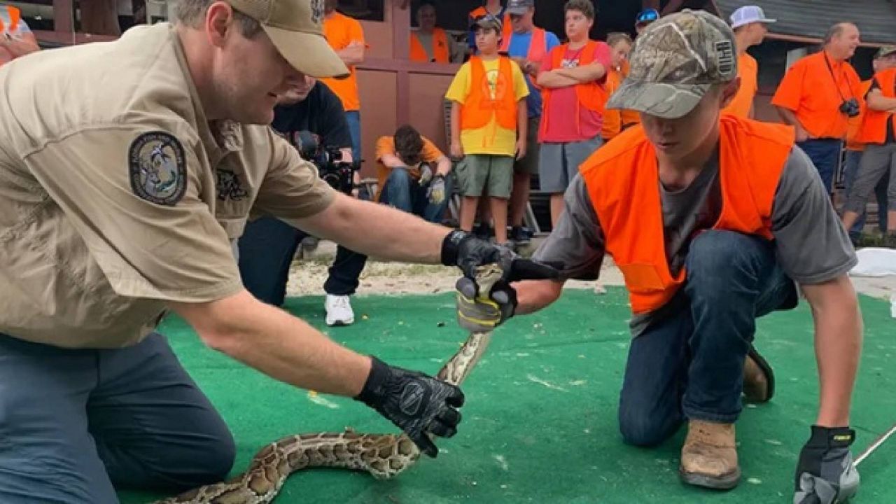 FWC to host youth python hunting program this summer