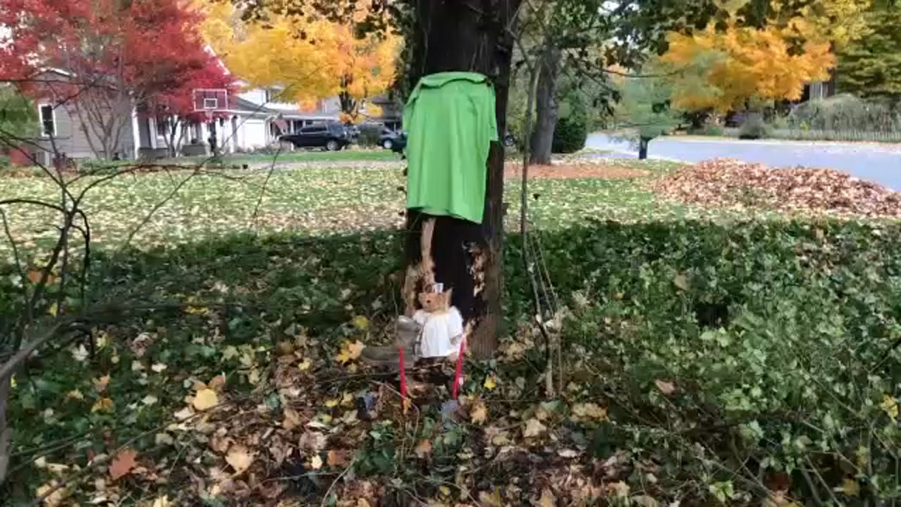 webster crash