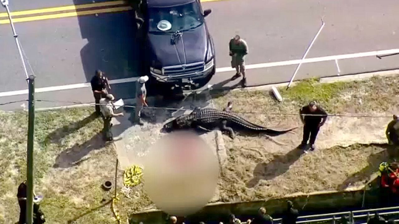 Wildlife officers make disturbing discovery after autopsying 17-foot  crocodile: ' Ultimately leading to death