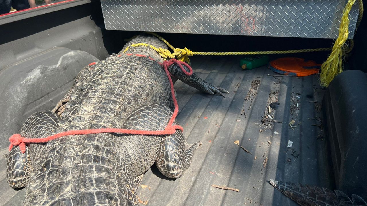 An alligator was found in the Ford Bend neighborhood of Grand Lakes on Monday. (The Fort Bend County Sheriff’s Office)
