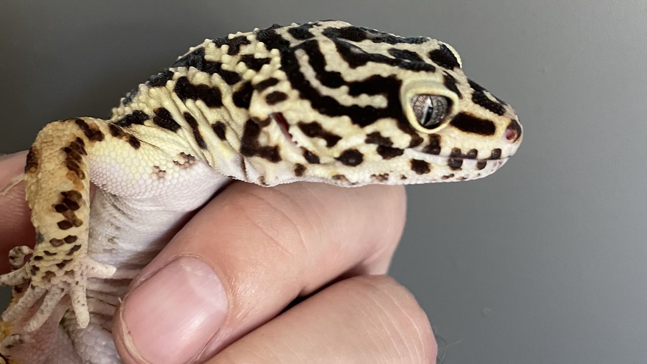 Henry Vilas Zoo welcomes two new geckos