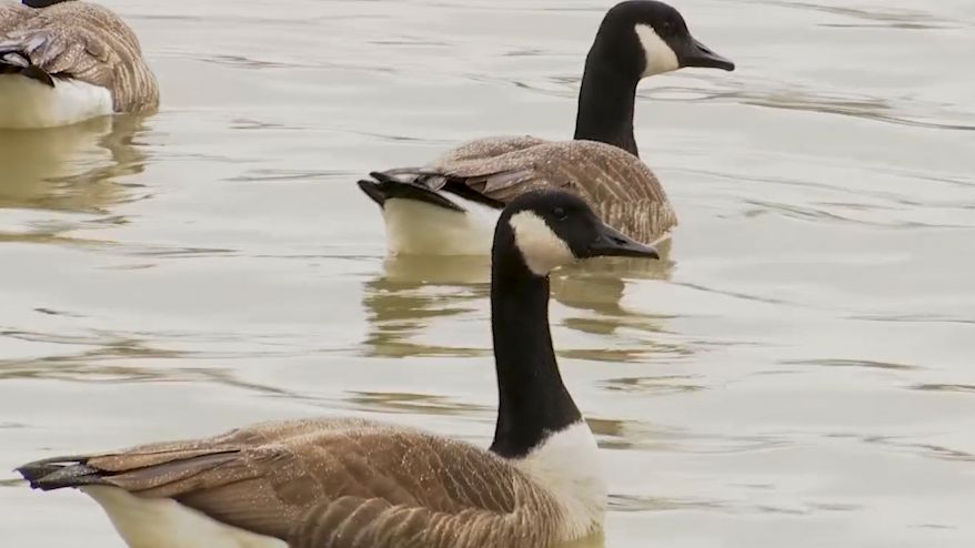 Potential Avian Flu Outbreak Raises Concerns In Webster