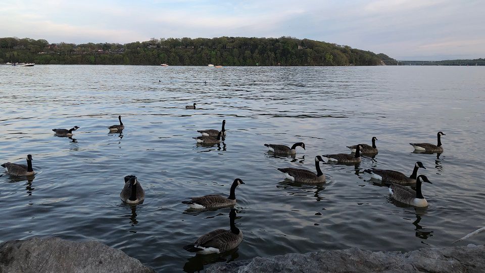 Officials suspect bird flu in Ohio waterfowl