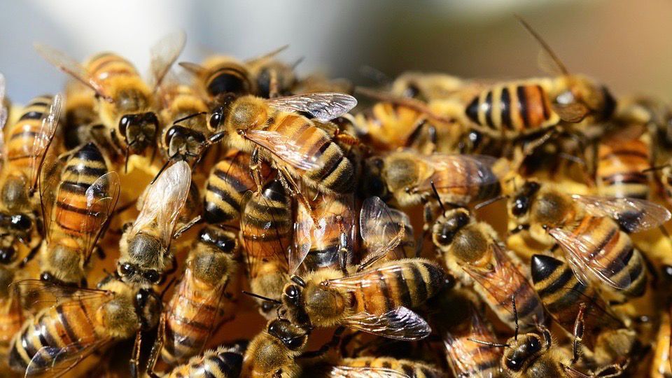 A swarm of bees attacked 14 children this afternoon who were hiking on Jay Blanchard Trail in east Orange County.