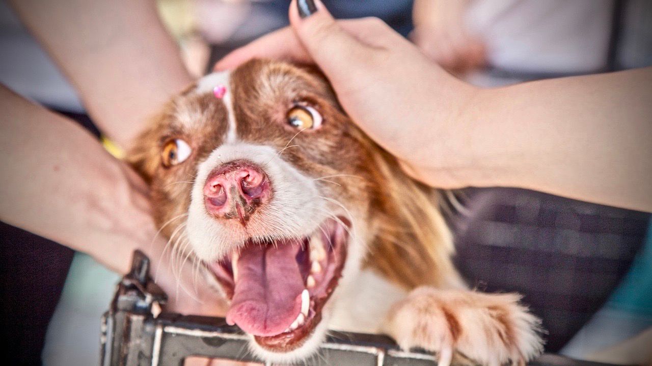 new hanover humane society