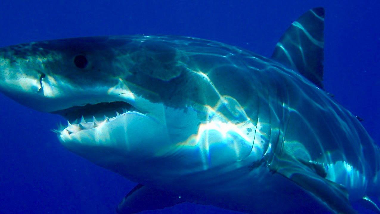 8 Year Old Bitten by Shark at Bald Head Island