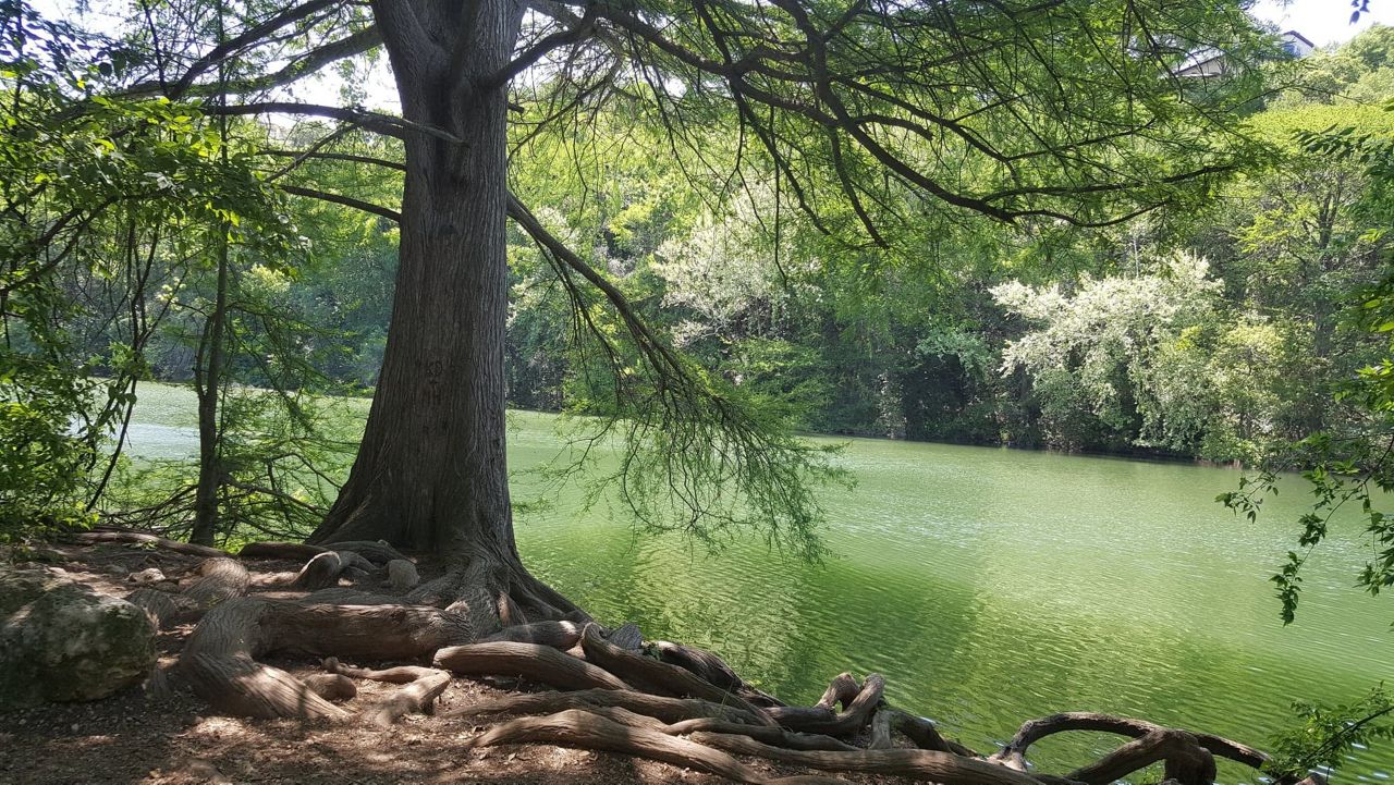 Tree on shoreline at Lady Bird Lake in Austin. (Megan Vaughn/Spectrum News)