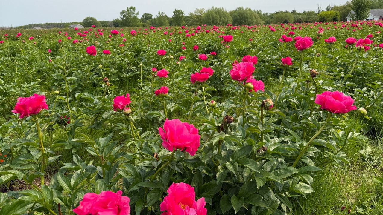 Peony field