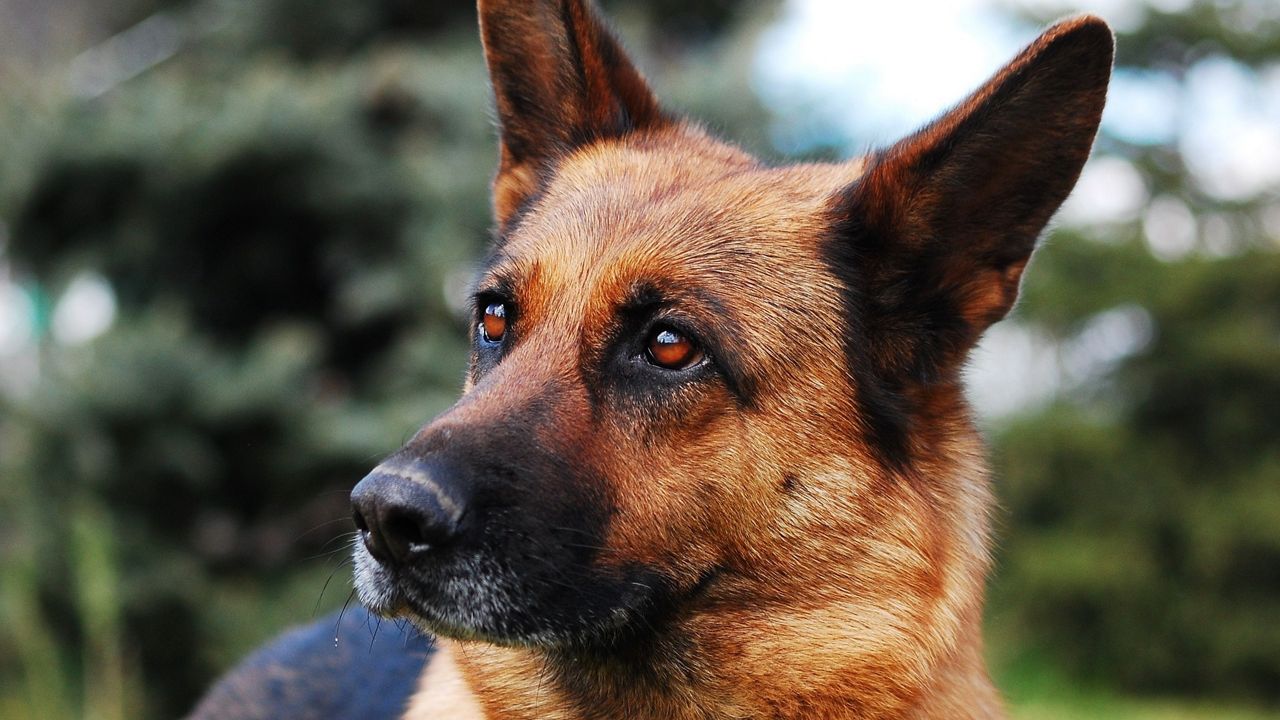 German Shepherd Dumped, Found Tied To Fence In Deptford, NJ