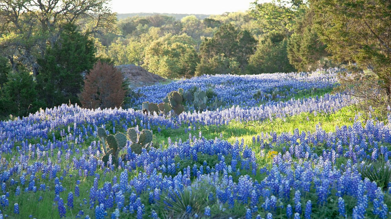 Stock image of a filed of bluebonnets. (Getty Images)