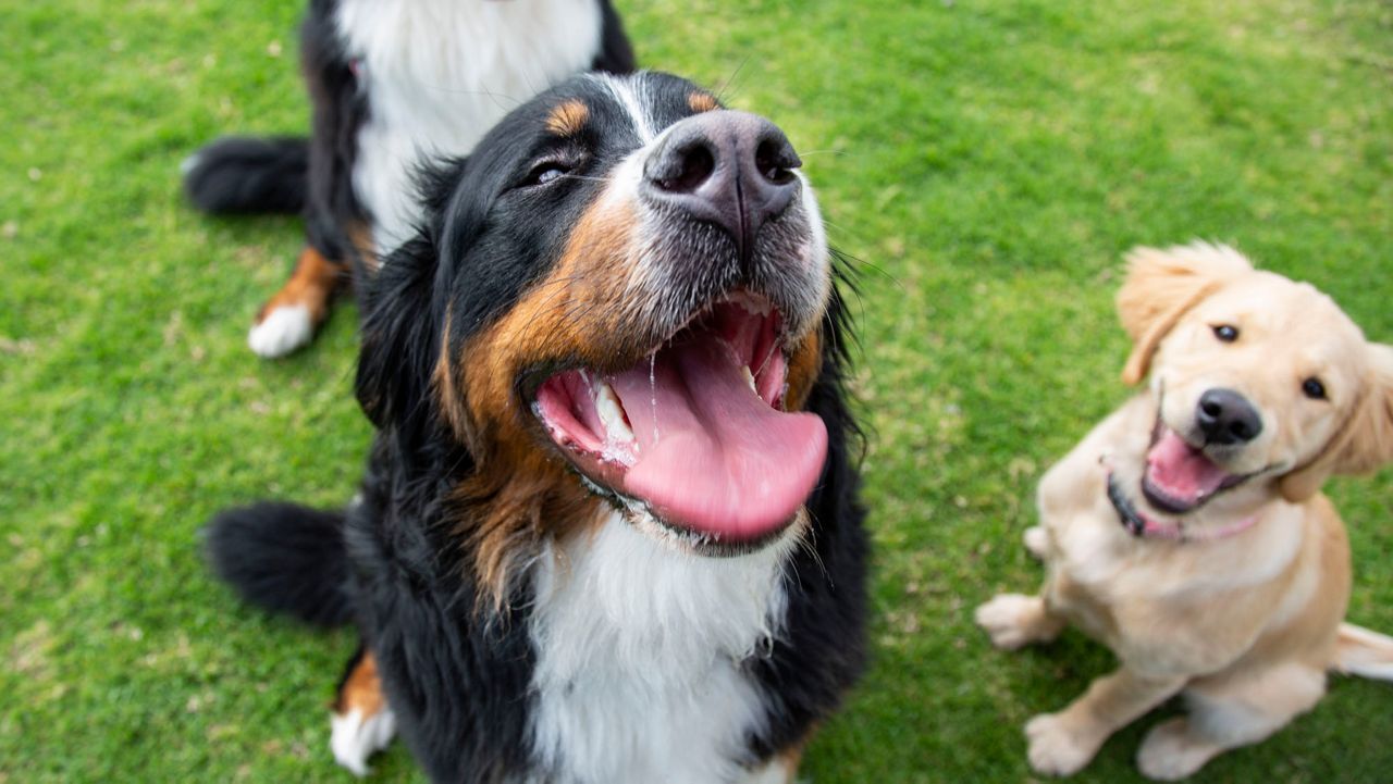 Intakes of dogs and cats are increasing across Texas as the U.S. emerges from the pandemic. Experts say it is NOT because of pets being returned after being adopted during quarantine. (Photo by Getty)