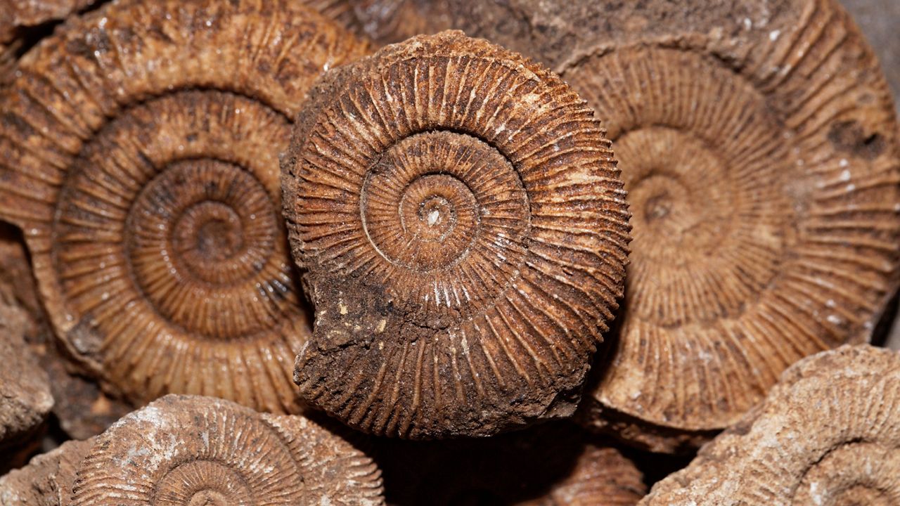 Extinct marine mollusks. (Courtesy iStock / Getty Images Plus)