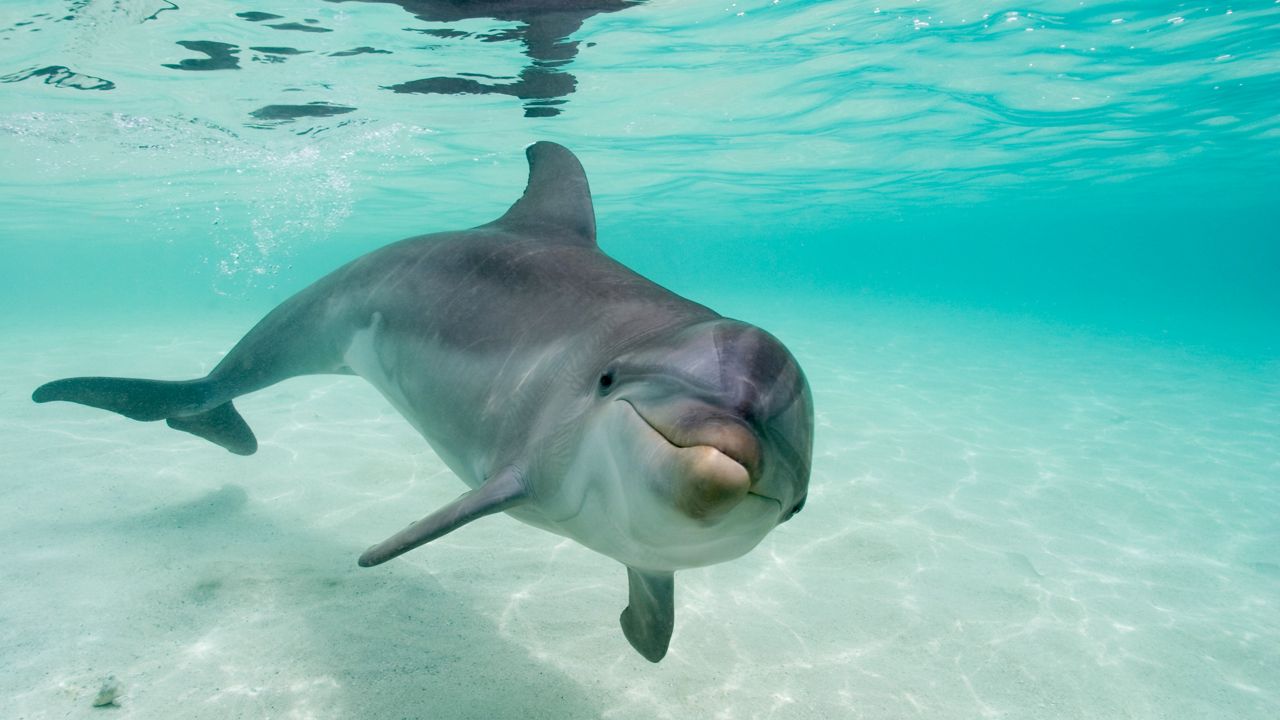 North Carolina lawmakers are considering bills to name bottlenose dolphin as the official state marine mammal and loggerhead turtles as the state saltwater reptile.