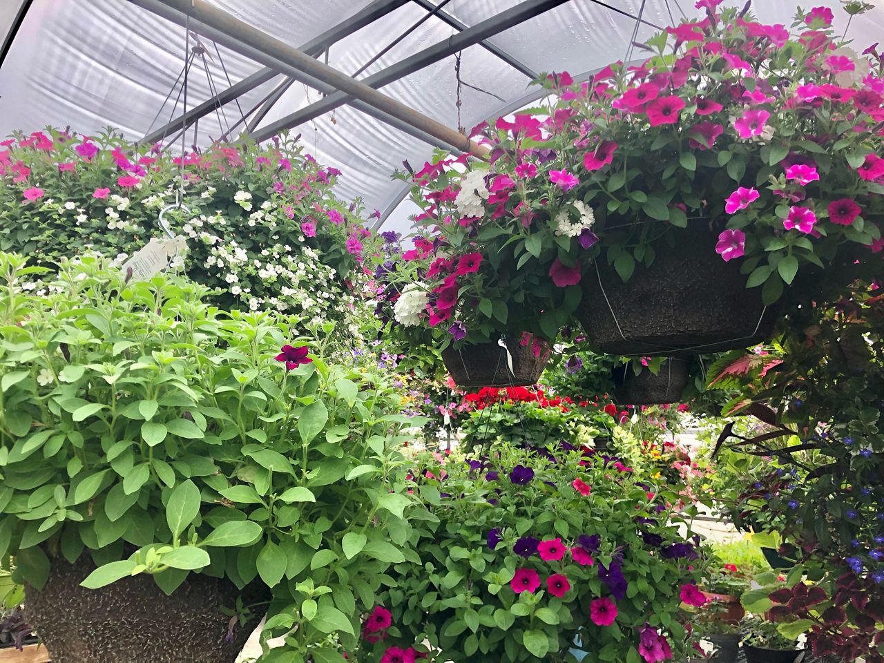 Wisconsin greenhouses rooted deep in family tradition