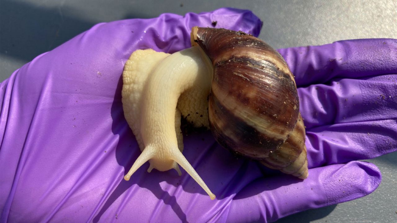 State officials say rat lungworm was present in specimens of giant African land snails collected in Pasco County — which is why experts warn people not to touch, move or eat them. (Photo by Nicole Casuso, FDACS-DPI)