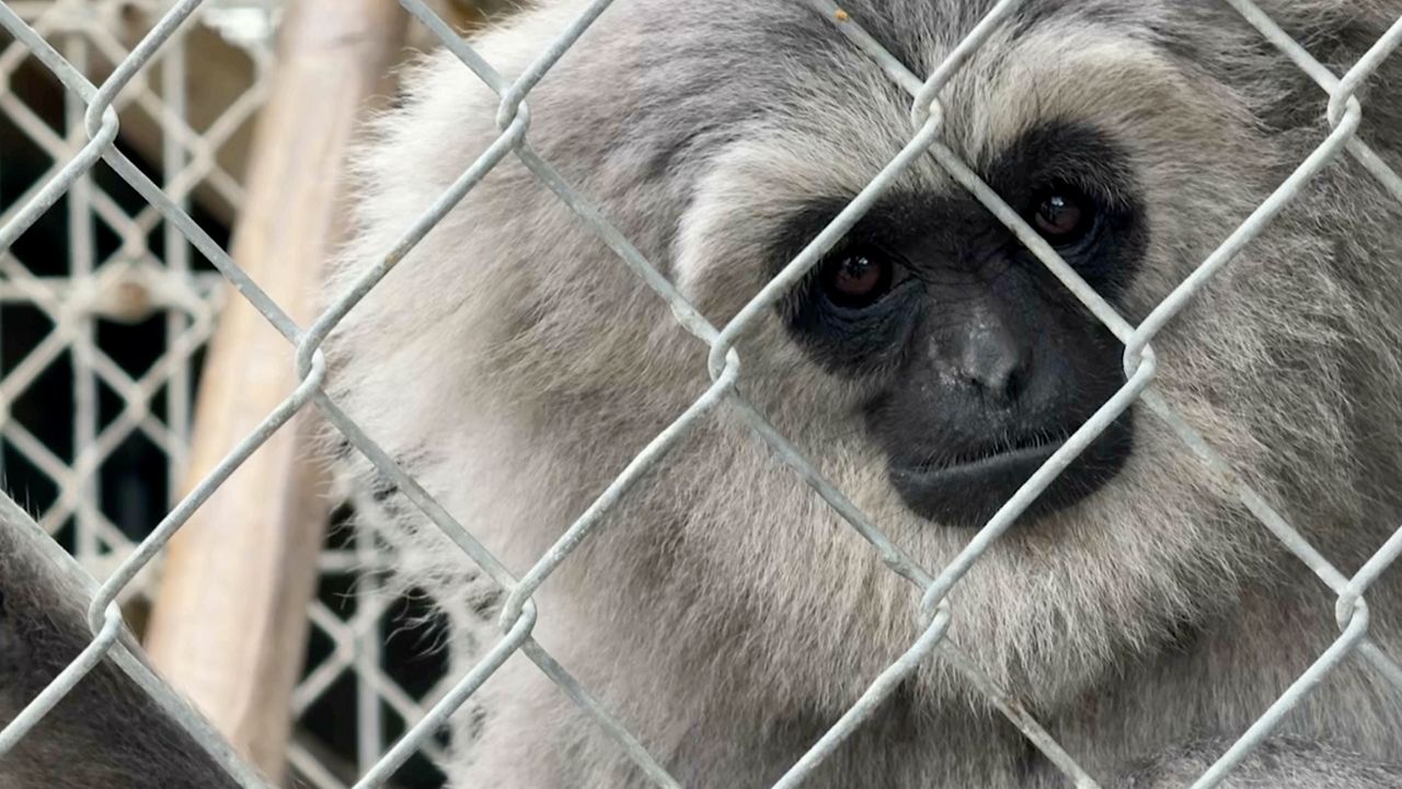 Saving the Gibbons song