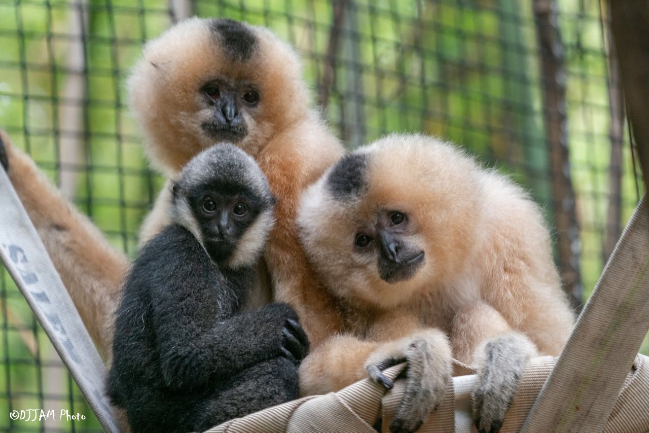 Baby Gibbon