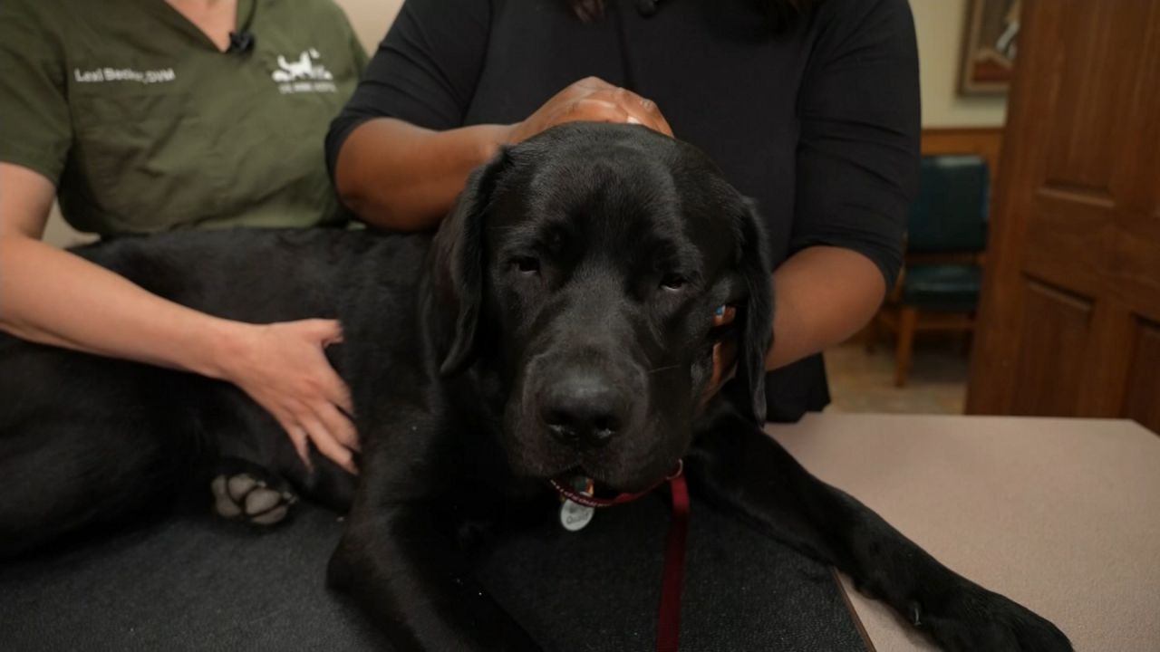 Gideon the Labrador 